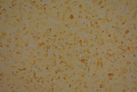 Anti Bacterial Homogeneous PVC Flooring